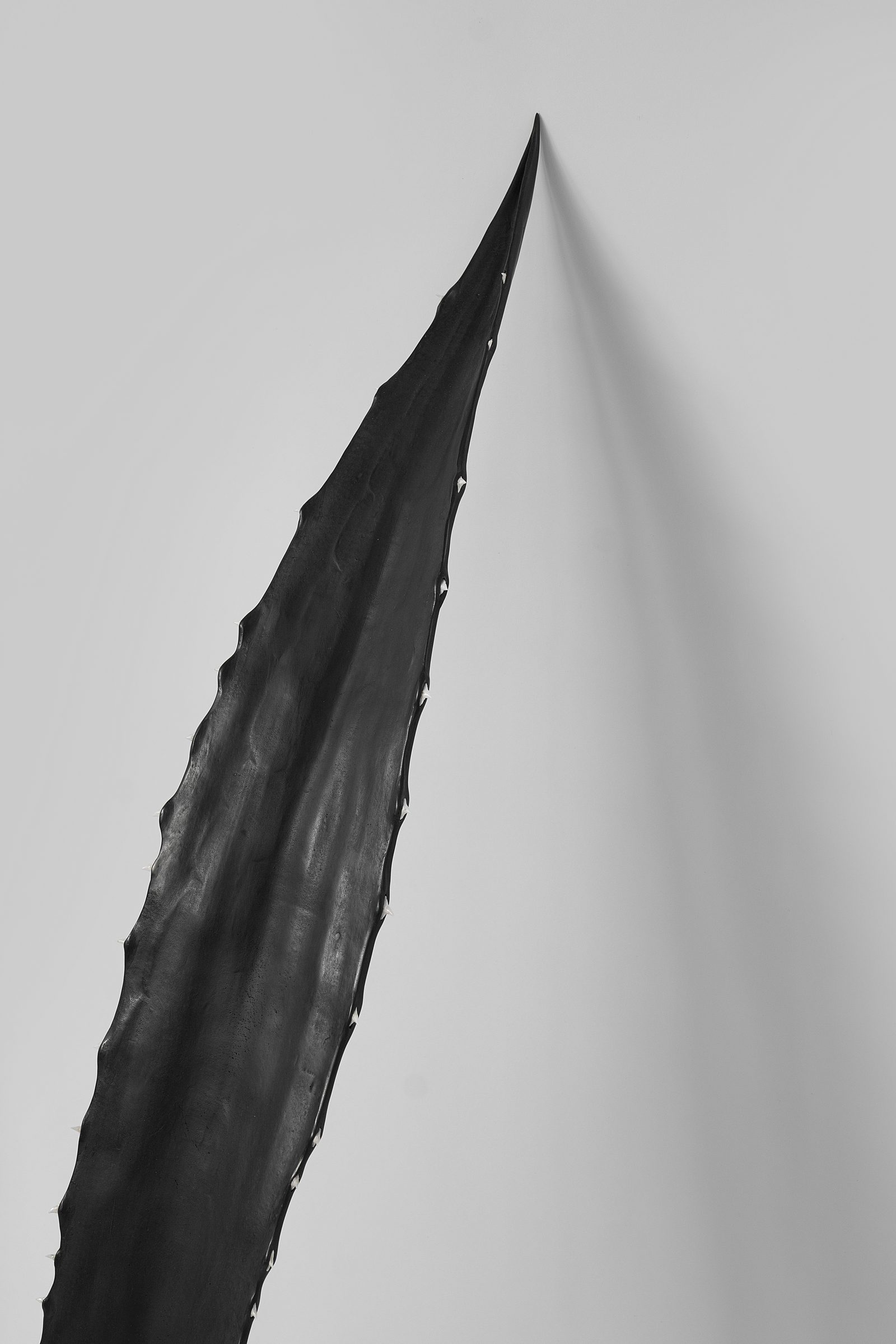 Endosimbionti, 2025 — ph. Rafael Jacinto
