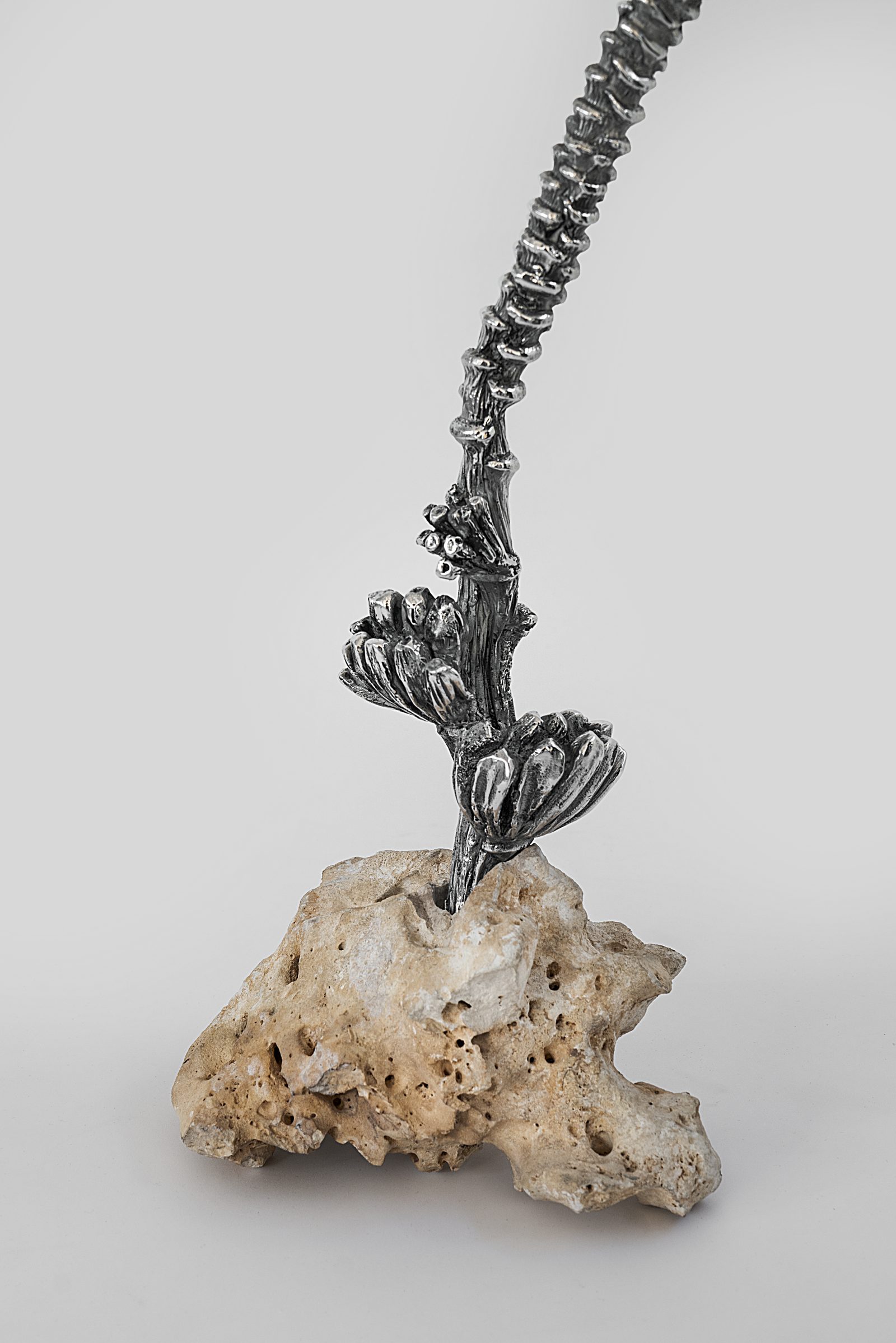 Endosimbionti, 2025 — ph. Rafael Jacinto