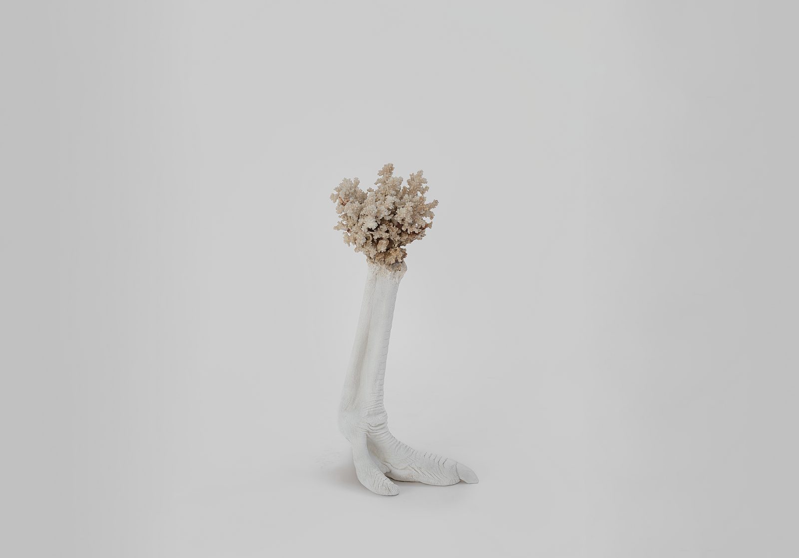 Endosimbionti, 2025 — ph. Rafael Jacinto