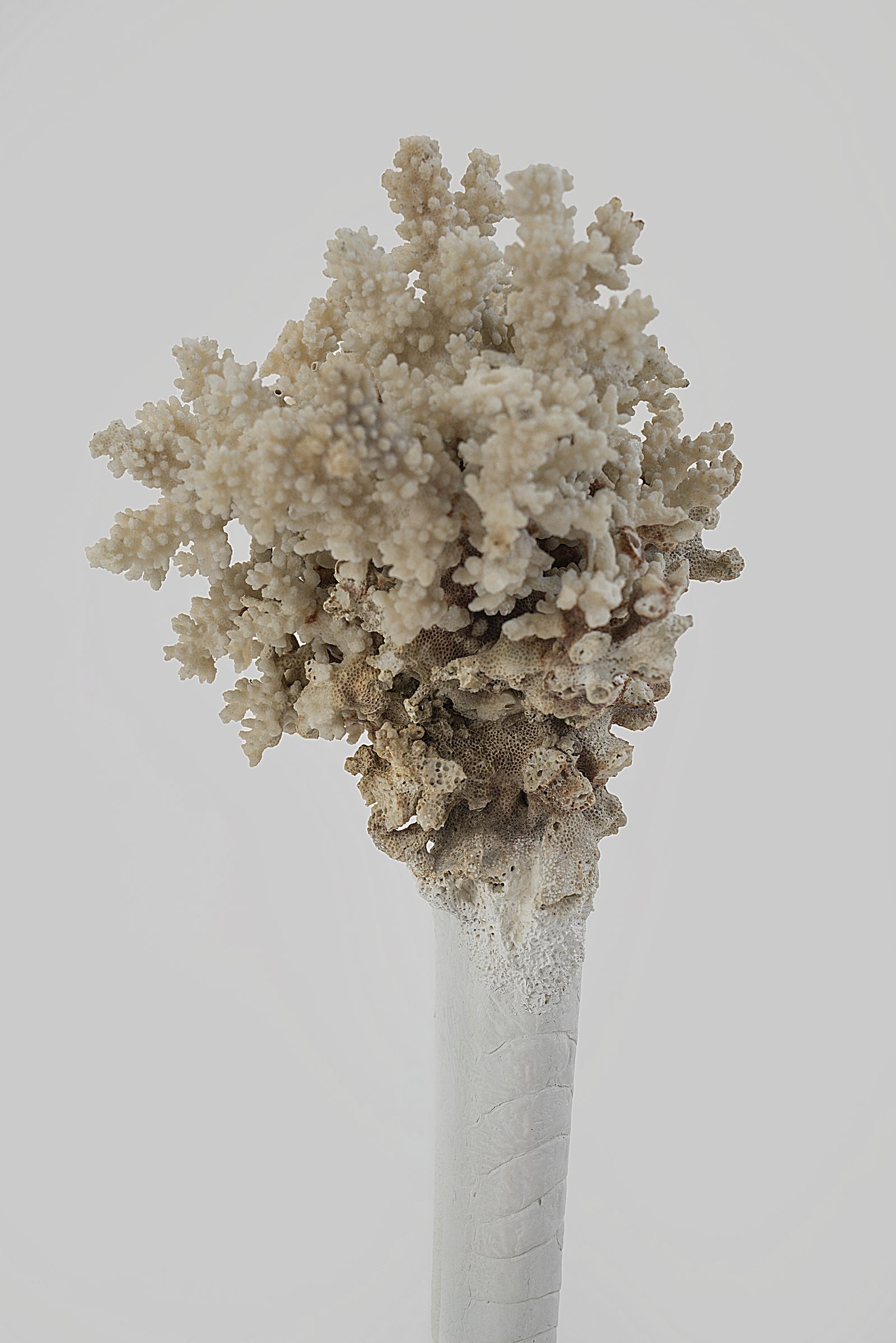 Endosimbionti, 2025 — ph. Rafael Jacinto