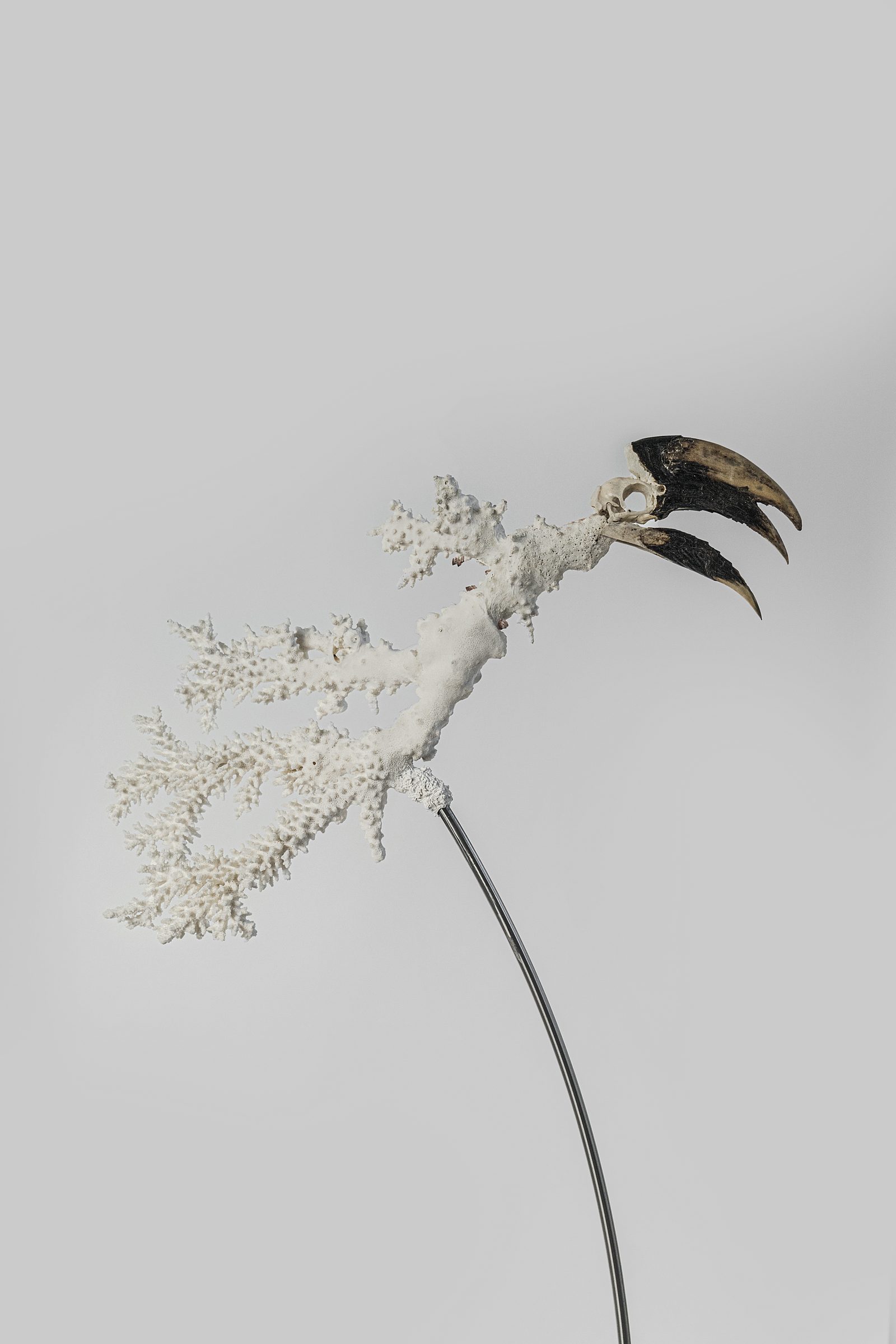 Endosimbionti, 2025 — ph. Rafael Jacinto