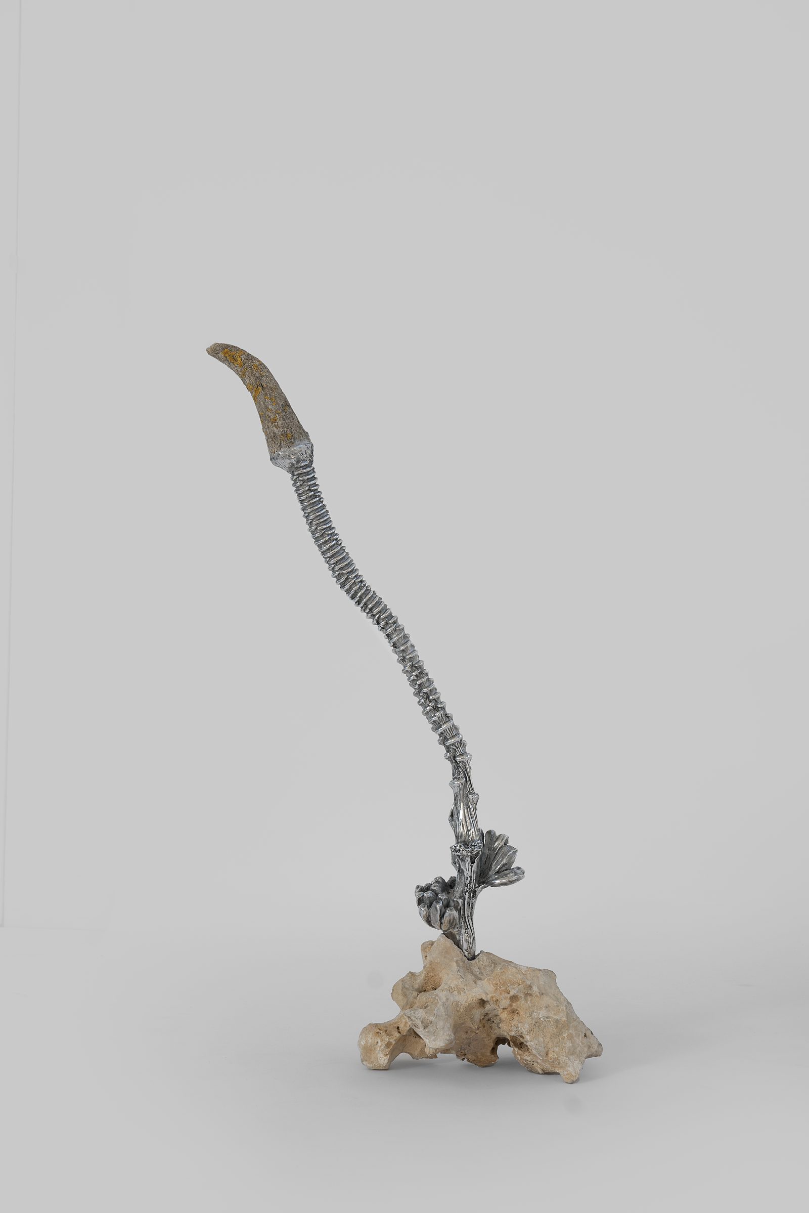 Endosimbionti, installation view, black-patinated bronze and mixed media, 2025 — ph. Rafael Jacinto