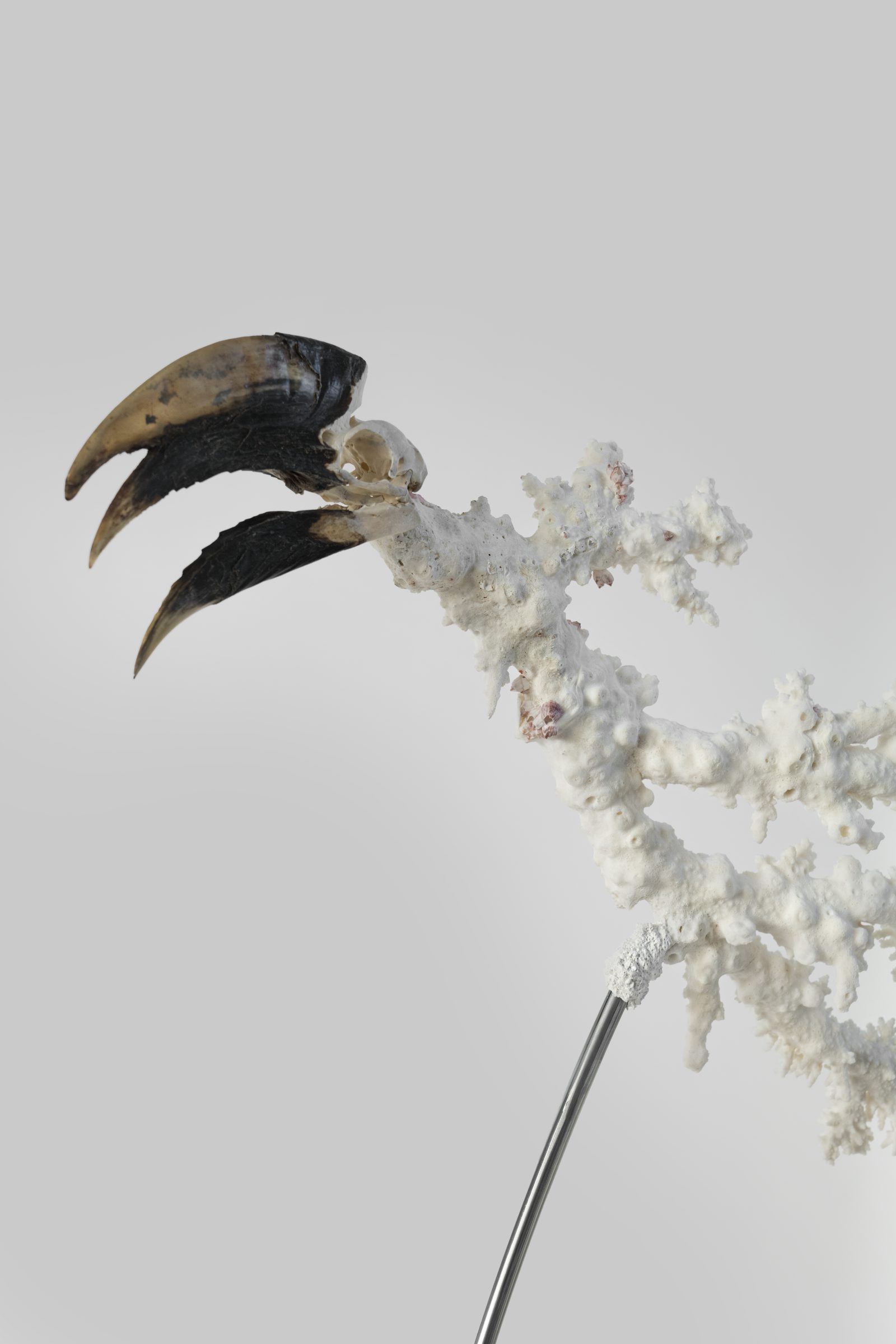 Endosimbionti, detail, black-patinated bronze and mixed media, 2025 — ph. Rafael Jacinto
