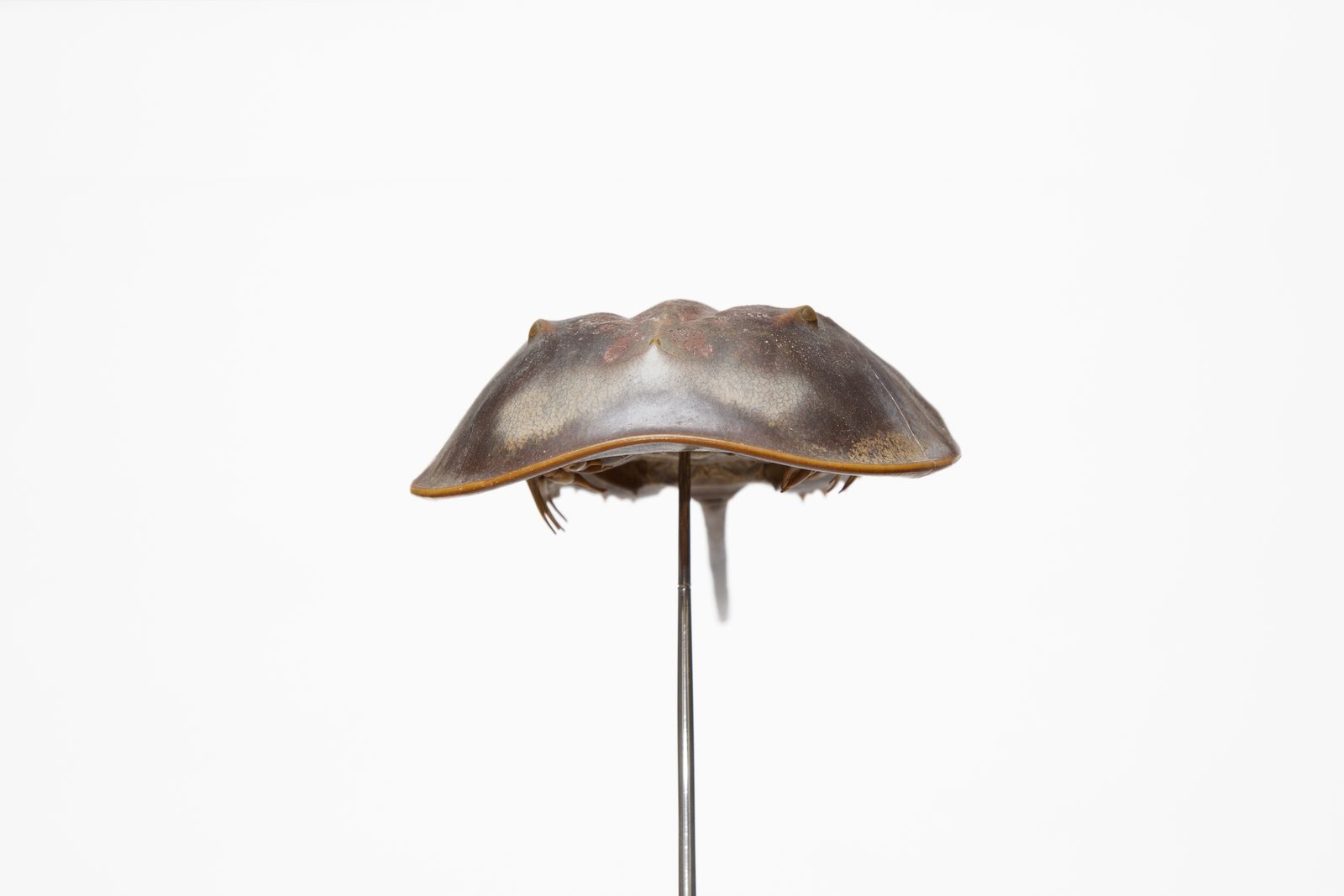 LPS, detail, harmonic steel and taxidermic material, 200×10×20 cm, 2014 — ph. Mattia Pastore
