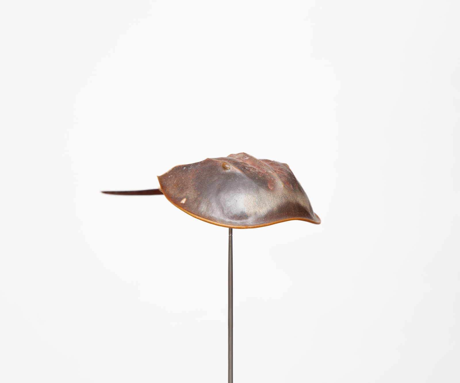 LPS, detail, harmonic steel and taxidermic material, 200×10×20 cm, 2014 — ph. Mattia Pastore
