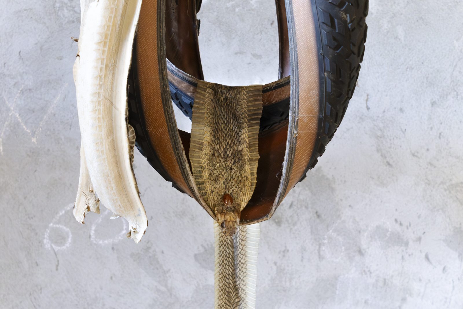 When Species Don’t Meet, detail, Spazio Volta, ex chiesa di San Rocco, Bergamo, 2026 — ph. Zoe Speziale