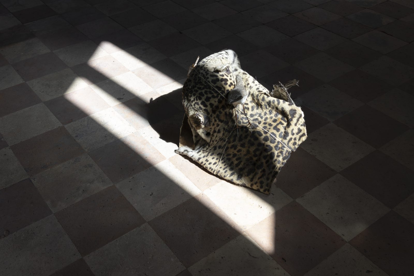 When Species Don’t Meet, detail, Spazio Volta, ex chiesa di San Rocco, Bergamo, 2026 — ph. Zoe Speziale
