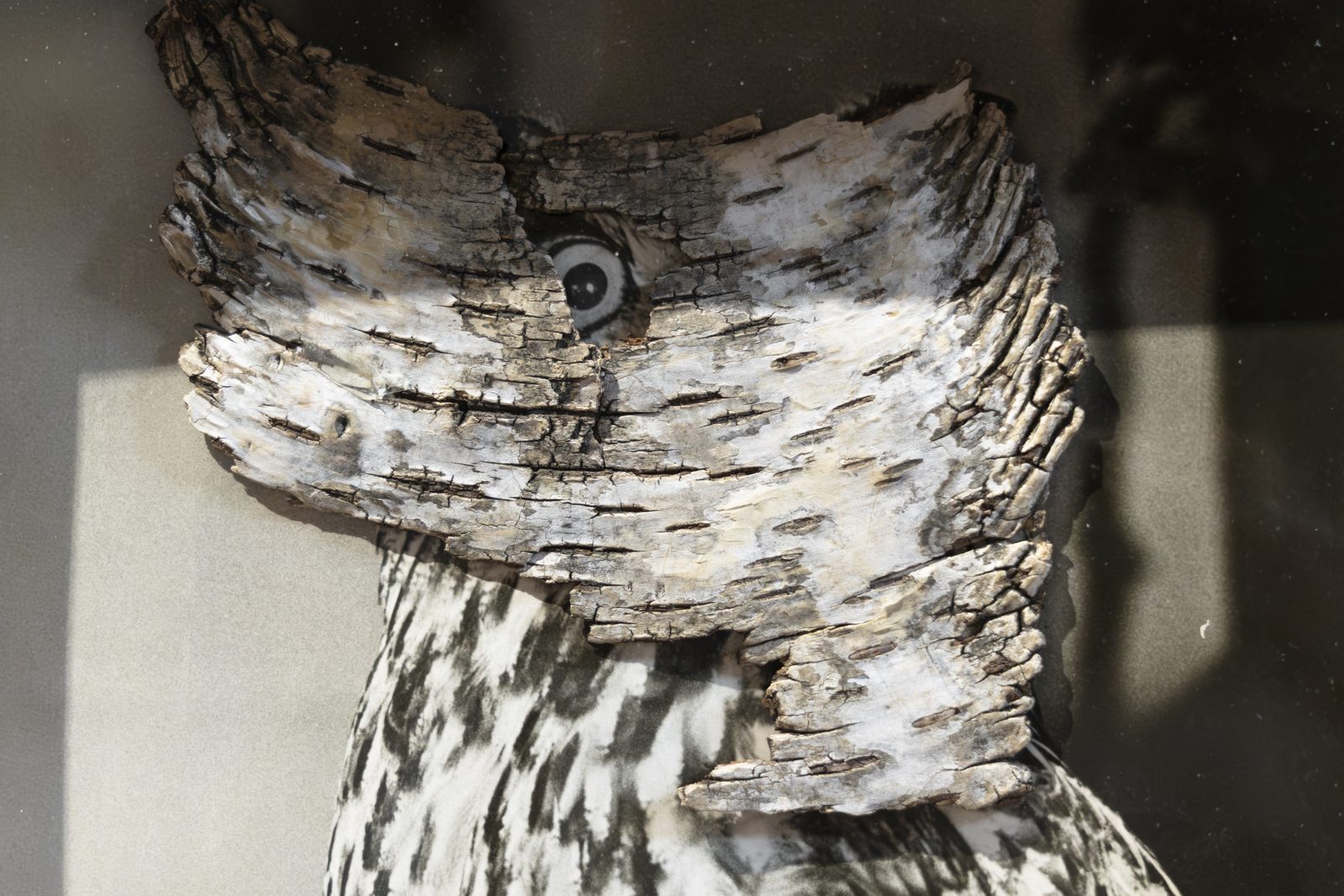 When Species Don’t Meet, detail, Spazio Volta, ex chiesa di San Rocco, Bergamo, 2026 — ph. Zoe Speziale