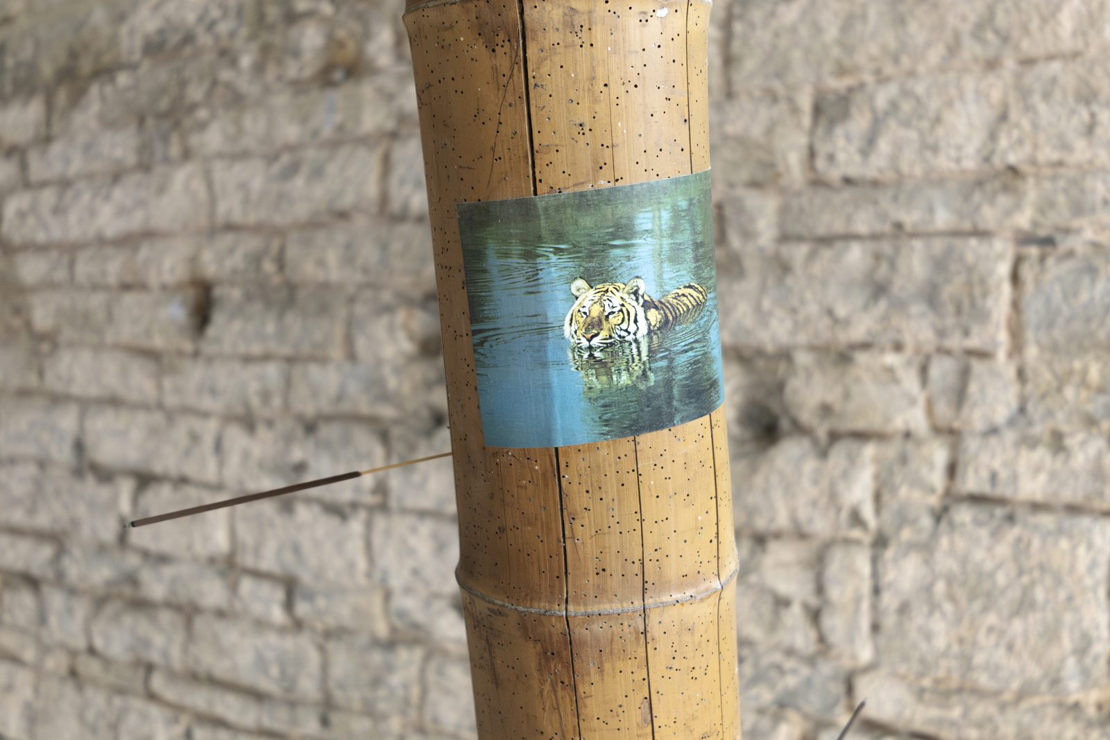 When Species Don’t Meet, detail, Spazio Volta, ex chiesa di San Rocco, Bergamo, 2026 — ph. Zoe Speziale